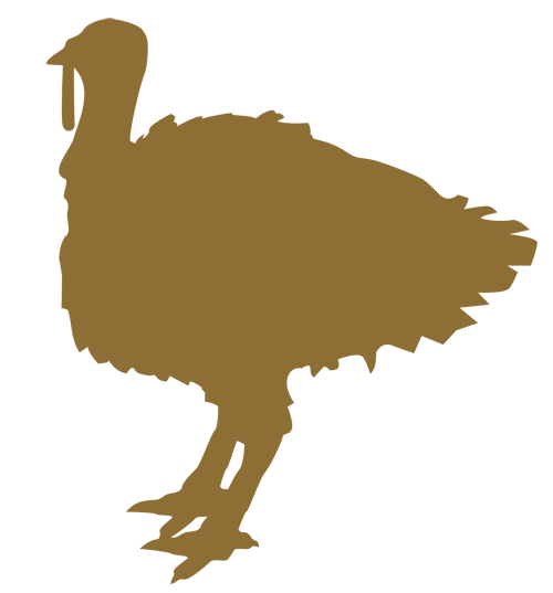 Poults | Turkeys
